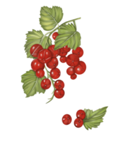 Digital hand drawn watercolor of red berries and green leaves. png