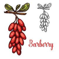 Barberry fruit sketch with red berry branch vector