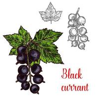 Black currant vector sketch fruit berry icon