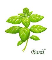 Basil greenery, isolated vector garden spices