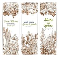 Spices and herbs banners vector sketch