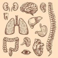 Human organs vector sketch body anatomy icons