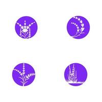 ilustración de icono de vector de flor de lavanda