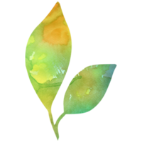 Watercolor simple green leaf. Transparent PNG clipart for design