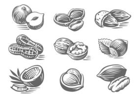 Sketch of nuts. Engraved set vector