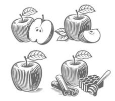 vector de conjunto de manzanas grabadas. dibujo de época.