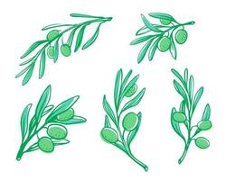 Olive tree brunch sketch. vector