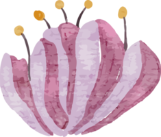 clipart em aquarela de pétalas de flores png