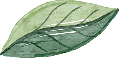 blad waterverf klem kunst png