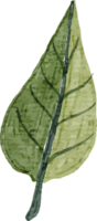 clipart de aquarela de folha png