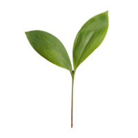 leaf transparent background png