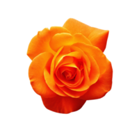 orangefarbene Rose transparent png