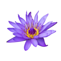 Egyptian lotus transparent png