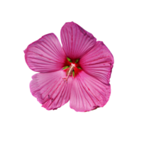 hibiscus rosa transparent png