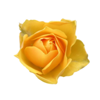 rose jaune transparente png
