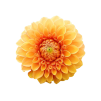 dahlia pinnata transparent png