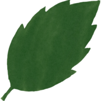 watercolour green leaf png