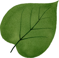 feuille verte aquarelle png