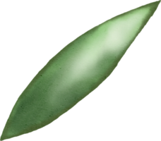 watercolour green leaf png