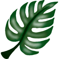 watercolour green leaf png