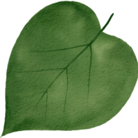 watercolour green leaf png
