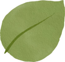 feuille verte aquarelle png