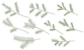 Set of hand draw spruce branch vector illustration