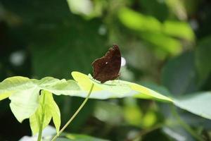 Chocolate Pansy Butterfly in a park photo