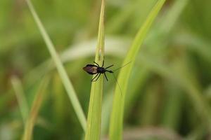 Assassin Bug on a blade of grass photo