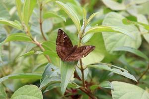 mariposa barón común en una brizna de hierba foto
