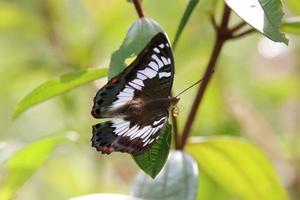 Female Green Baron on a leaf photo