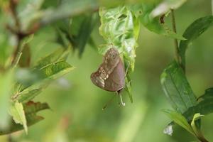 Purple duke on a leaf photo