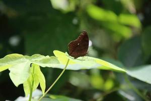 Chocolate Pansy Butterfly in a park photo