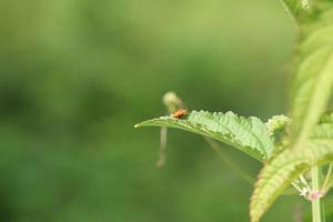 insecto escarabajo de calabaza en una hoja foto