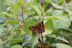 Common Baron Butterfly on a blade of grass photo