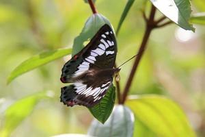 Female Green Baron on a leaf photo