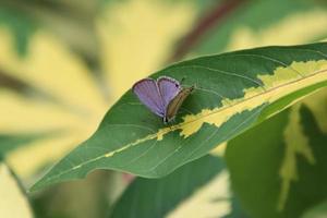 llanuras cupido mariposa en una hoja foto