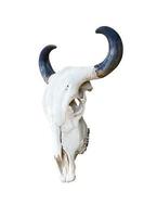 Buffalo skull on white photo