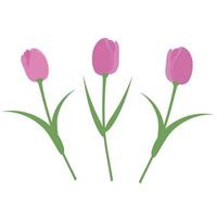 Vector set  isolated pink tulips. Tulips  in a flat style. Vector elements isolated on white background.