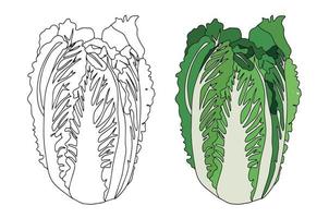 icono de repollo chino fresco con una línea recta y en un estilo plano. repollo para el mercado de agricultores, diseño de ensalada vegetariana. alimentos orgánicos. ilustración analítica en estilo plano. vector