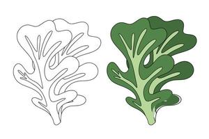 Oak leaf lettuce leaves, healthy organic vegetarian food, vector Illustration on a white background