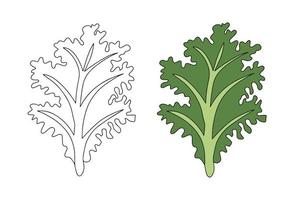 la col rizada es una verdura de hoja verde oscuro. ilustración vectorial de col rizada en estilo lineal y plano. vector