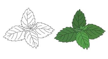 icono de vector de hoja de menta. ilustración vectorial de dibujos animados de menta fresca. ilustración aislada del icono de hoja de menta en estilo lineal y plano sobre fondo blanco