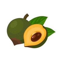 ilustración vectorial, fruto de lucuma o pouteria lucuma, aislado sobre fondo blanco. vector