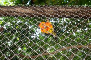 hermoso colorido loro sol conure en la jaula de pájaros en el zoológico de pie en la rama de un árbol. foto