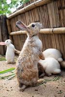 Rabbits in the wooden fence in the zoo. Bunny standing with 2 rear legs waiting for feeding. photo