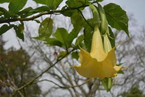 flores de trompeta de ángel amarillas muy bonitas que florecen foto