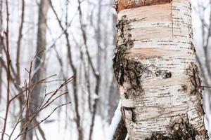 primer plano de abedul en el bosque durante la última nevada foto