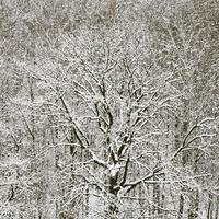 Roble nevado en el bosque después de las nevadas de invierno foto