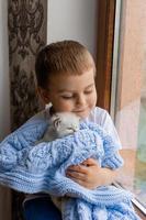 little boy covered with a blue knitted blanket is sitting on the windowsill with white fluffy kittens. rain outside the window, wet glass. purebred domestic cats. love for animals. space for text.